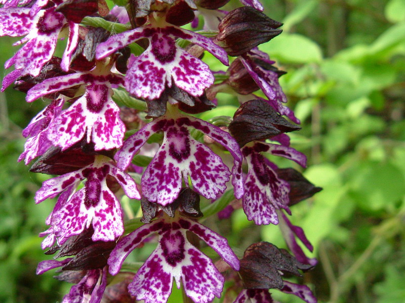 Purpurea b